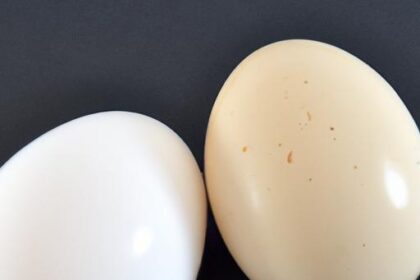 Mastering the Perfect Hard-Boiled Egg: Firm Whites & Yolks