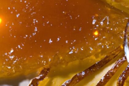 Golden Nectar: Unveiling the Sweet Secrets of Honey